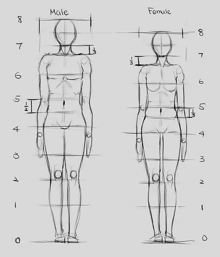 Detailed comparison sketch highlighting key proportional differences between male and female human anatomy for artists.