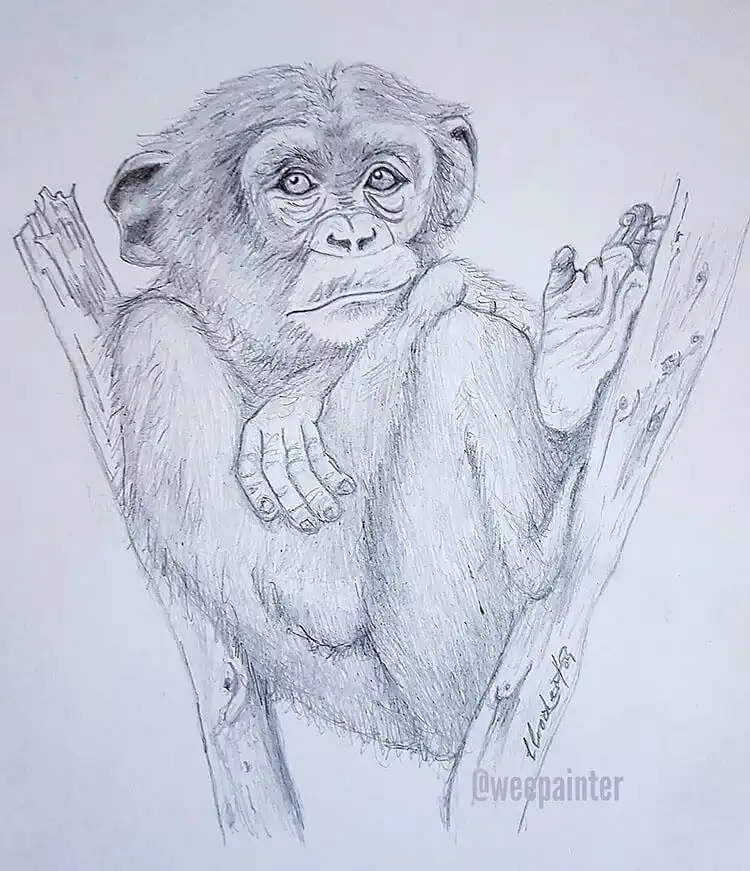 Detailed pencil drawing of a monkey peacefully sitting in a tree, perfect for practicing perspective