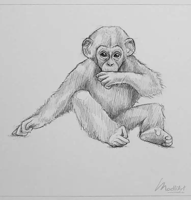 Expressive baby monkey sketch, showcasing fine fur textures and an inquisitive gaze