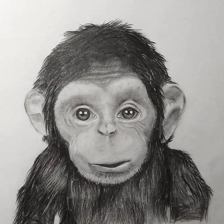 Beautifully rendered realistic drawing of a baby monkey, highlighting delicate features and an innocent gaze