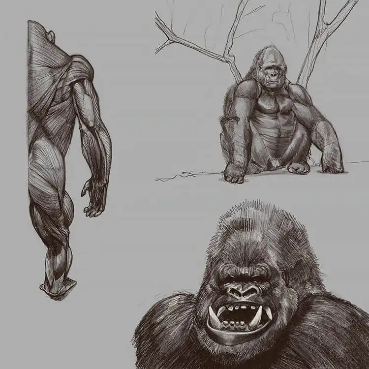 Detailed gorilla anatomy drawing, illustrating muscle structure and skeletal forms for advanced art study