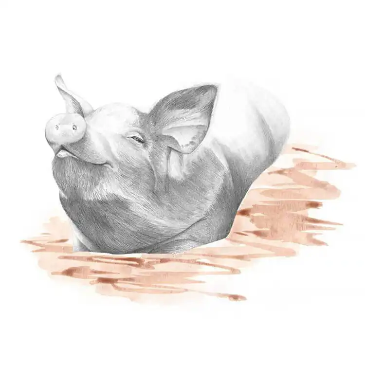Cute illustration by @Treeebird of a pig wearing a sailor hat with a green clover.