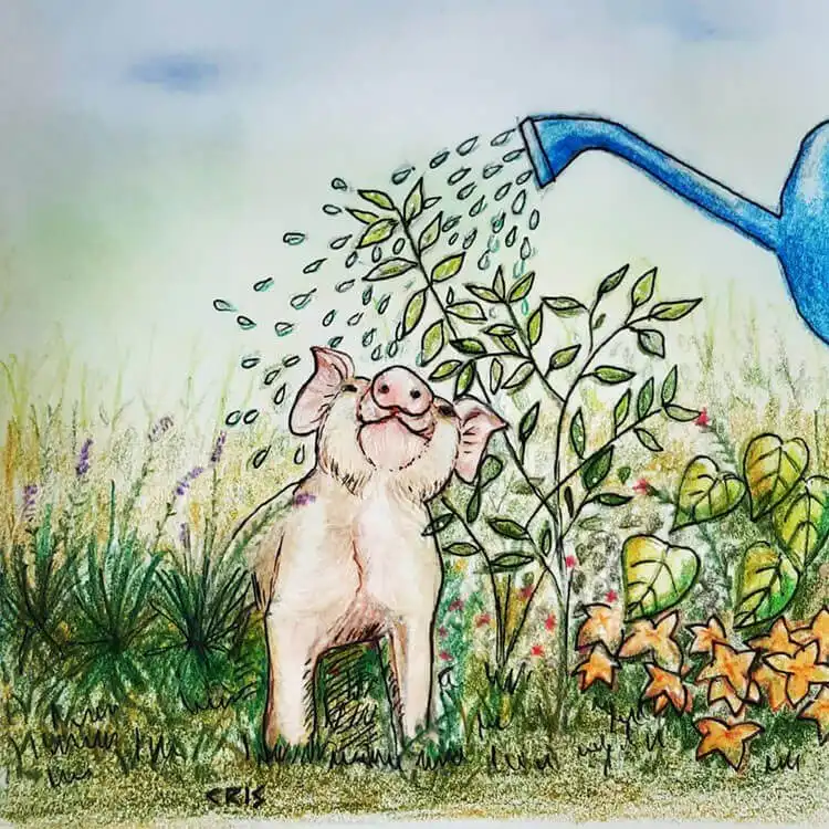 Pen drawing of a piggy enjoying a shower from a watering can, focusing on ink linework.
