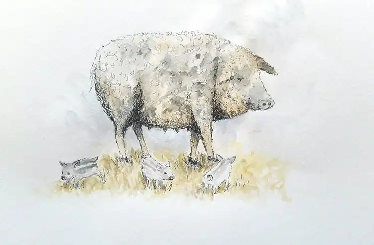 Drawing of a Mangalica pig with its distinctive thick, curly hair, showcasing unique animal textures.