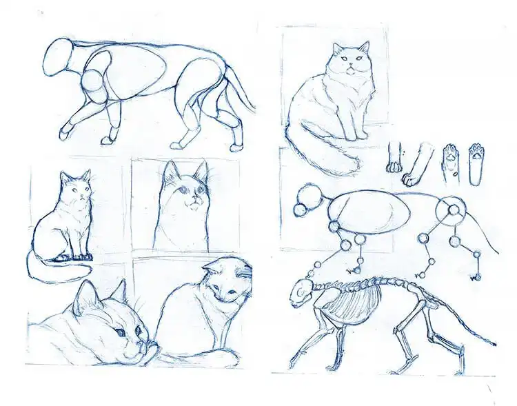 More cat doodles depicting typical feline poses like sleeping, grooming, and jumping in a simplified style.