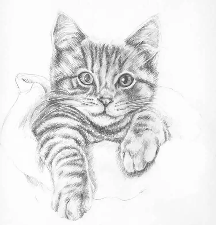 Anatomical cat studies showing bone and muscle structure for a deeper understanding of feline form.