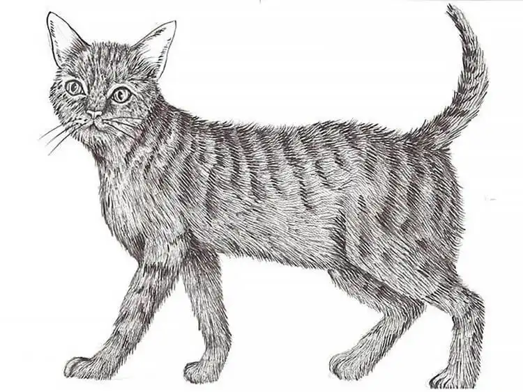 A detailed graphite pencil portrait of a cat, highlighting fur texture and realistic eyes.