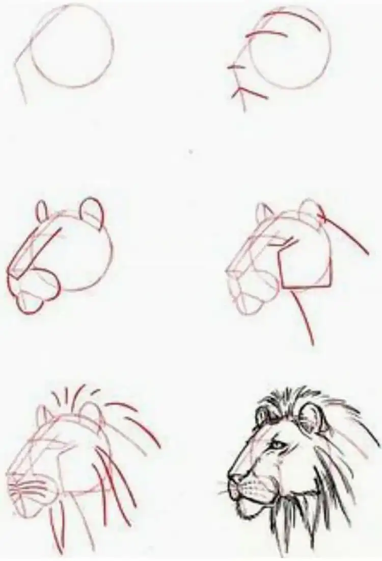A step-by-step tutorial image on how to draw a lion, focusing on its head and mane.