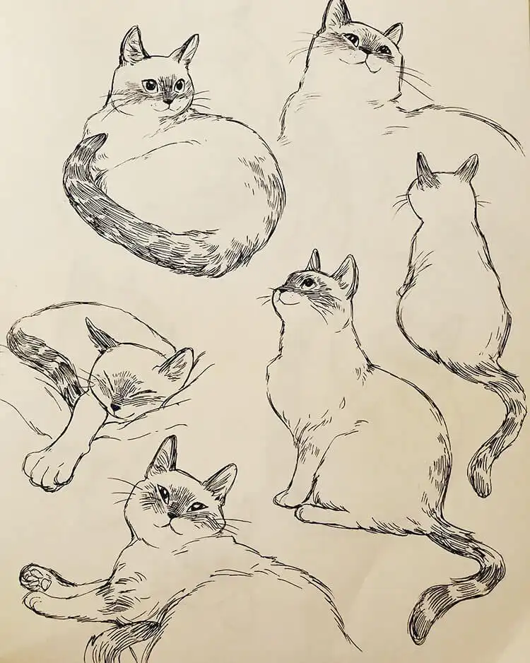 Drawing references for big cat legs and feet, including examples for lions, tigers, and cheetahs.