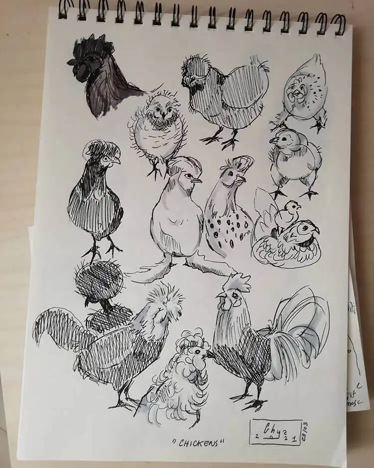 Collection of quick bird sketches, focusing on capturing gestural movements and forms.