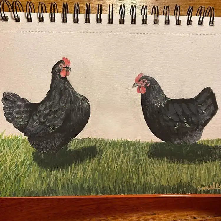 Drawing by Janelle featuring a black chicken and hen standing naturally in grass.