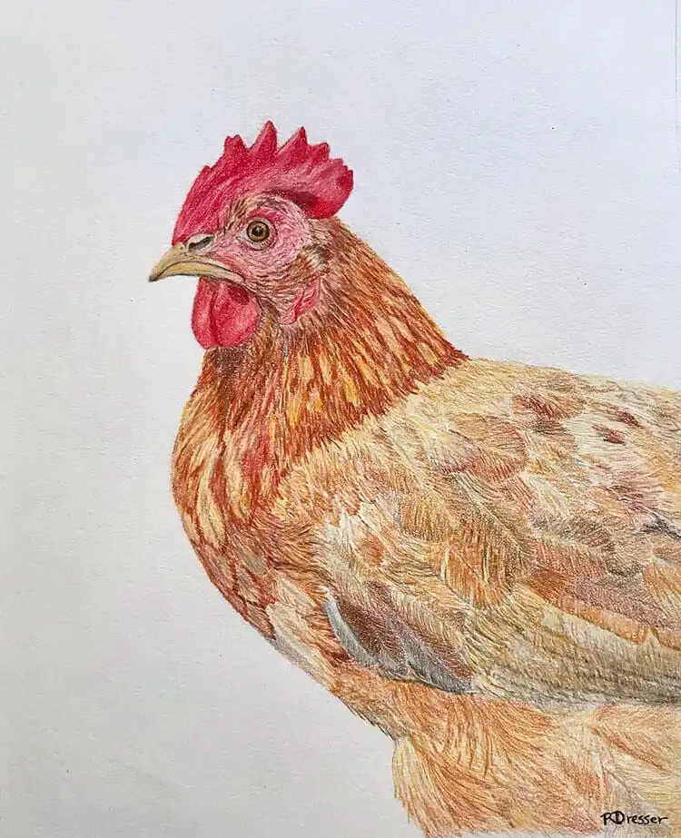 Black and white chicken drawing with integrated elegant handwriting, creating a unique mixed-media art piece.