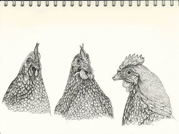 Drawing of three distinct chickens, perfect for exploring group compositions and gift ideas.