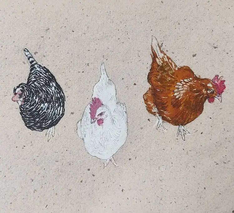 Three colored chickens drawn from a top-angle perspective, offering a unique compositional challenge.