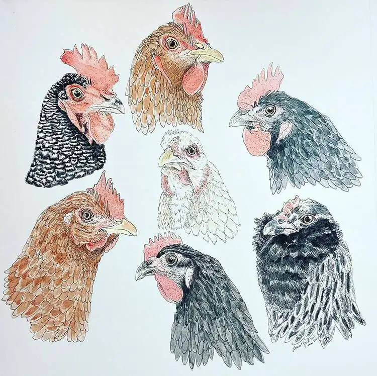 Commissioned piece featuring seven chickens, created with pen and ink alongside a watercolor wash.