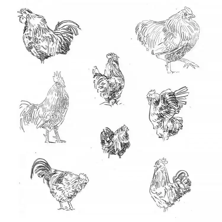 Various chicken sketches, demonstrating quick studies for form, movement, and practice.
