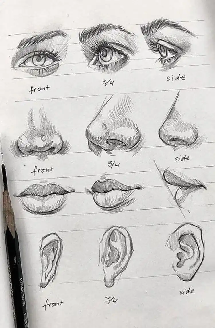 Human anatomy drawing guide for eyes, nose, mouth, and ears from multiple views