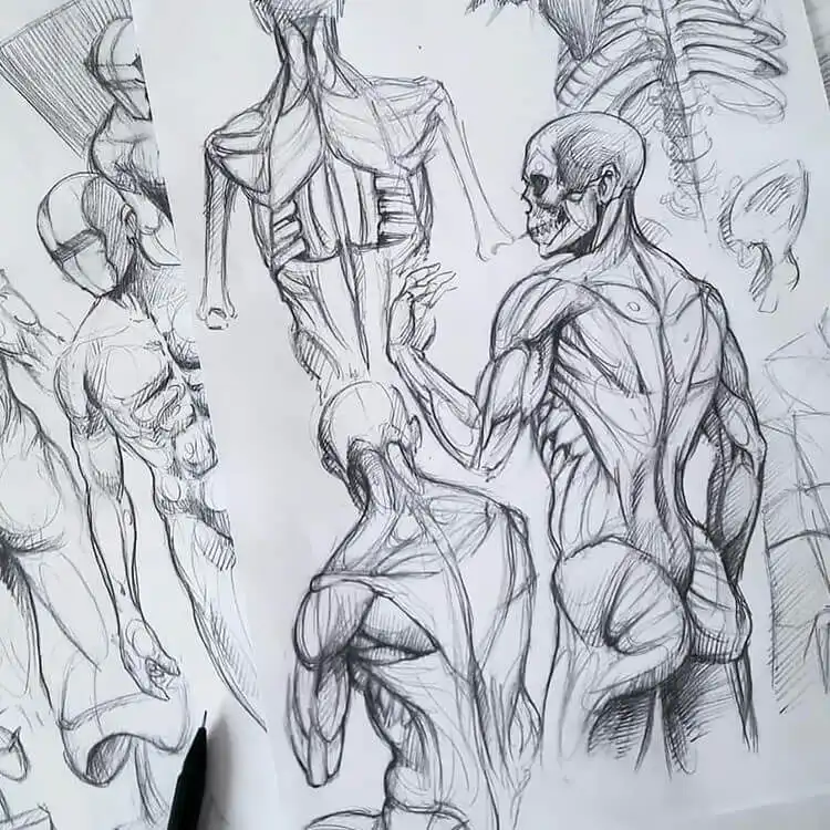 Imaginative muscular anatomy drawing reference for creative artists