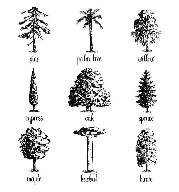 Collection of nine distinct tree drawings including oak, palm, and willow, providing diverse beautiful tree drawing ideas for inspiration.