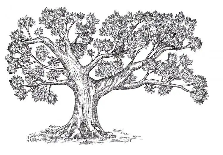 Family tree drawing incorporating the symbolic olive tree, representing wisdom and longevity, offering beautiful tree drawing inspiration.