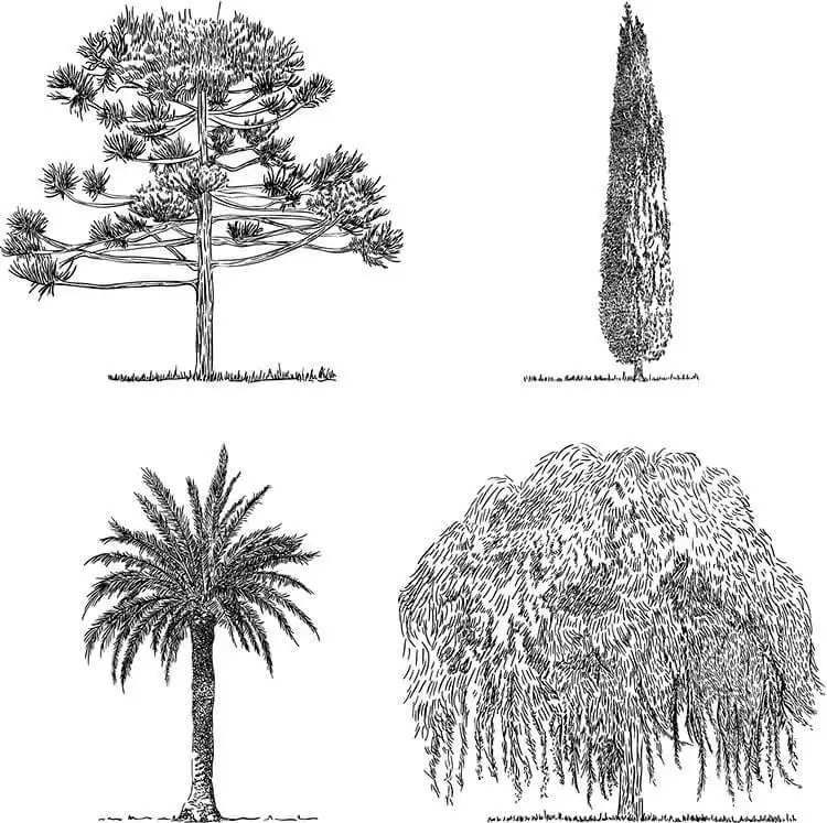 Set of four hand-drawn trees in sketch style, excellent for practice and developing realistic beautiful tree drawing techniques.