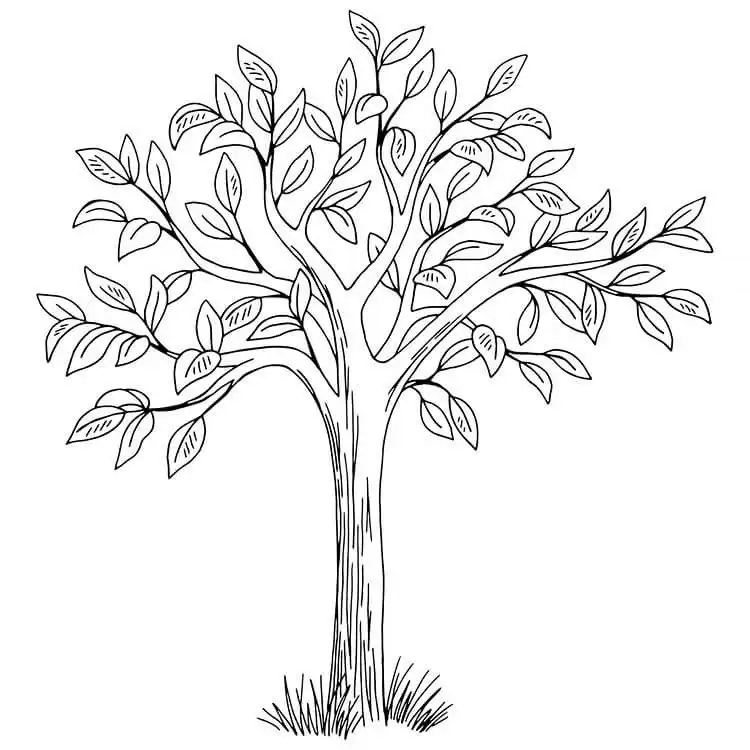 Clean and simple tree drawing focusing on essential lines and suggestive foliage, offering beautiful tree drawing inspiration.