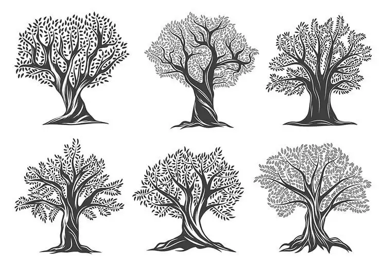 Six distinct drawings of olive trees, showcasing their gnarled trunks and unique foliage for beautiful tree drawing inspiration.