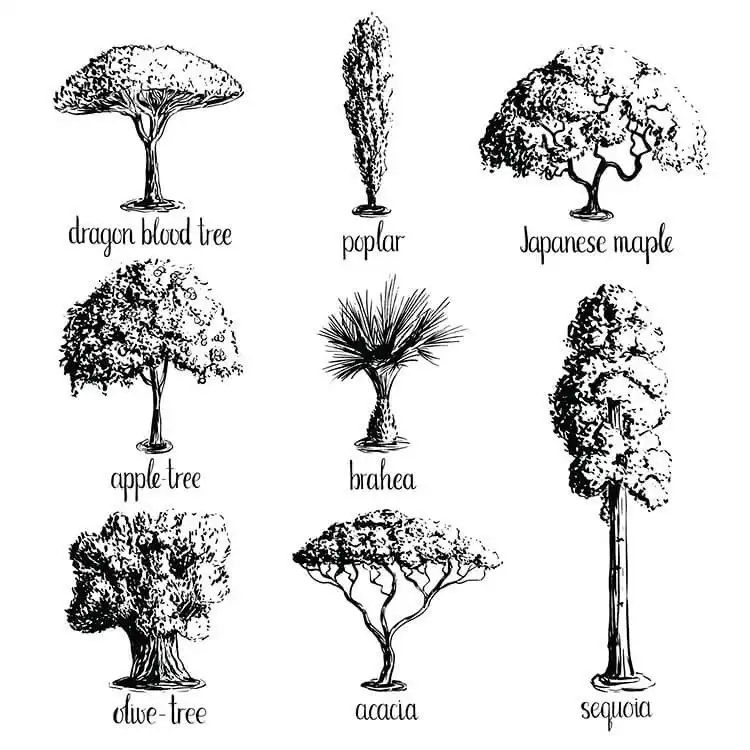 Compilation of eight different tree drawings, featuring exotic species like Japanese Maple and Sequoia, for varied beautiful tree drawing ideas.