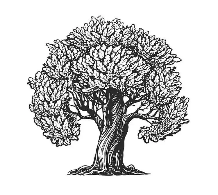 Majestic oak tree drawing with a broad canopy and sturdy trunk, providing classic beautiful tree drawing inspiration.
