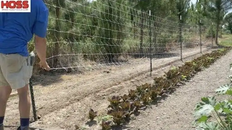 Hortonova netting trellis supporting cucumber and pole bean plants, demonstrating an easy DIY cucumber trellis idea