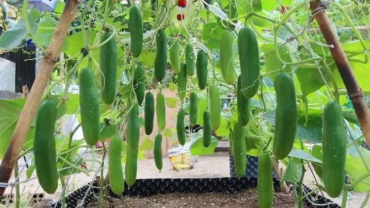 Vertically growing cucumber plants on a trellis, with explanations of organic fertilization and irrigation tips