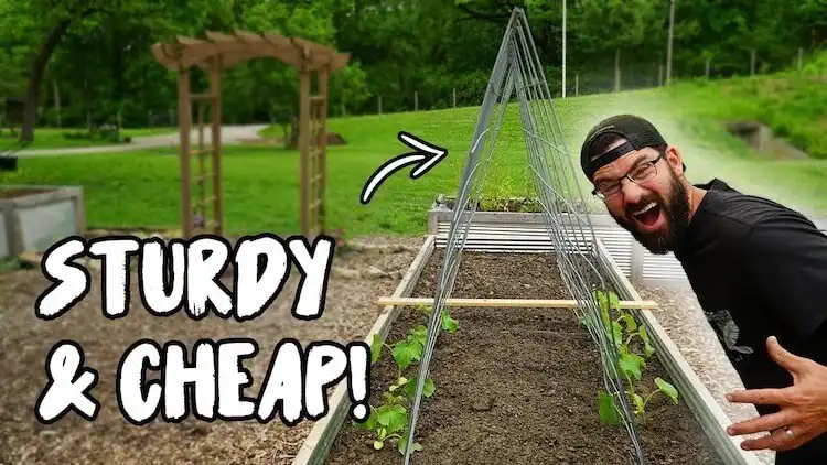 DIY trellis integrated into a raised garden bed, supporting climbing cucumber plants