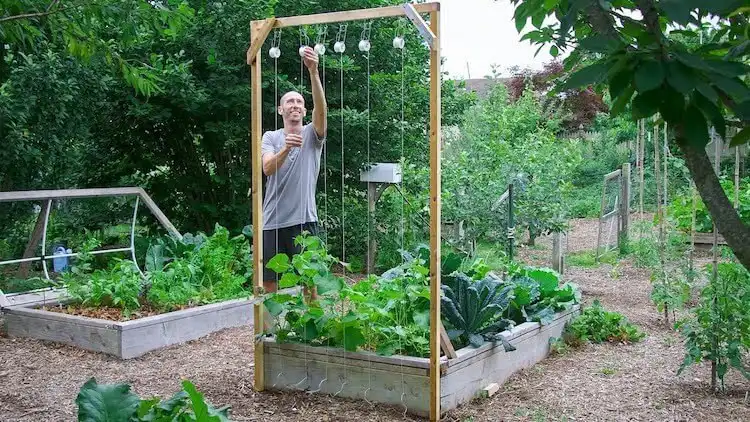 Economical cucumber trellis constructed from only one piece of wood, demonstrating resourceful DIY