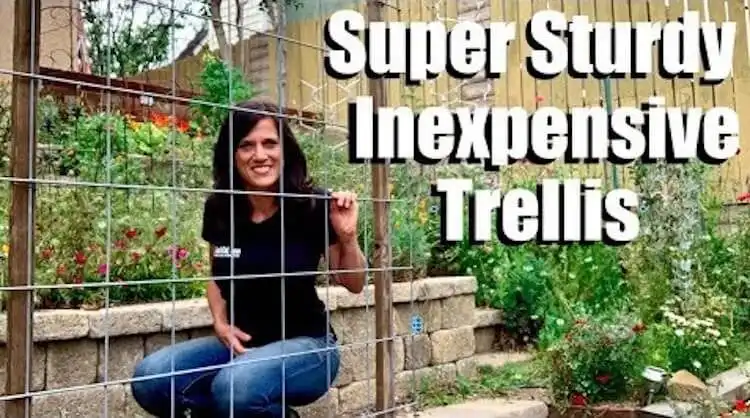 Sturdy and inexpensive cucumber trellis design built from wood, ideal for a small garden space