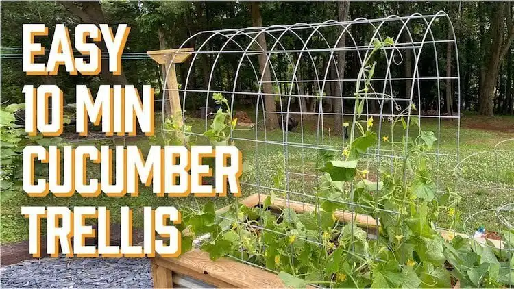 Quick 10-minute cucumber trellis made from stakes and twine, showcasing a fast DIY solution