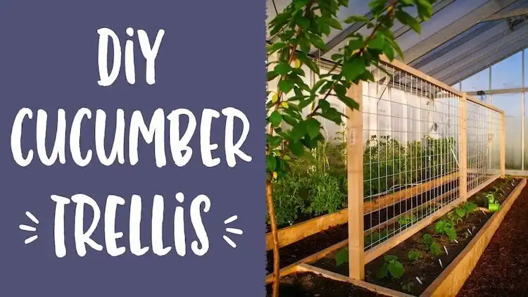 DIY trellis supporting both cucumber and melon plants, highlighting versatile vertical gardening
