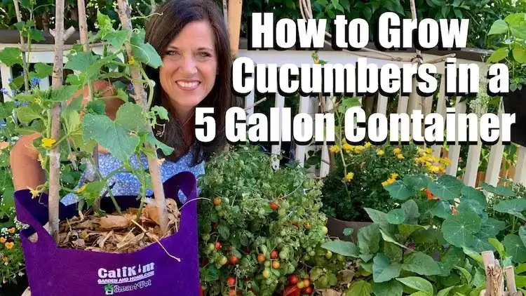 Cucumber plant growing in a 5-gallon container with a simple branch trellis, demonstrating container gardening