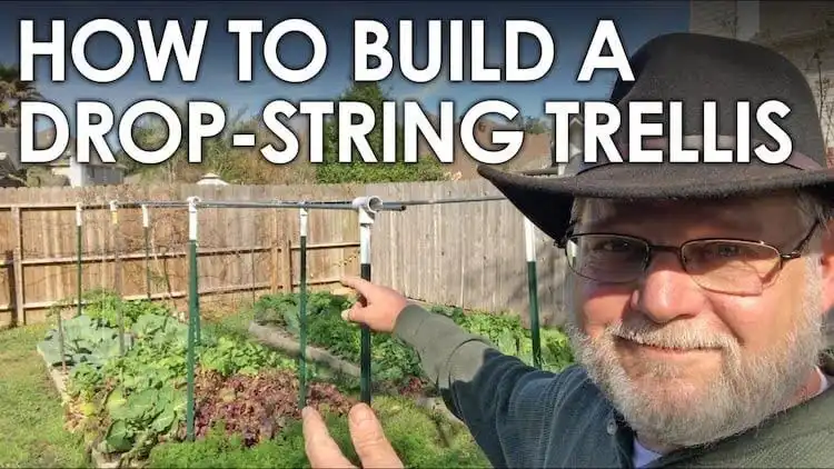 Drop-string trellis system with cucumber plants guided vertically, showcasing space-saving gardening