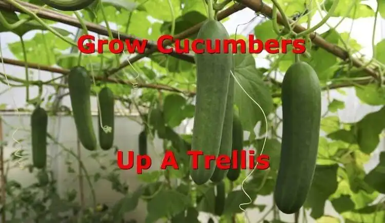 Cucumber plants expertly trained up a cattle panel trellis, showing proper training techniques