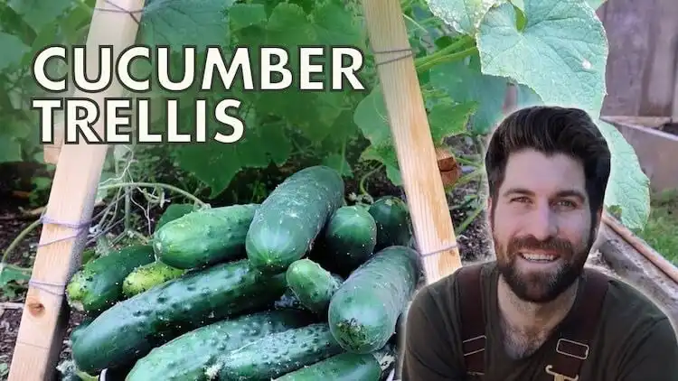 A-frame cucumber trellis supporting numerous cucumber plants, designed for a huge harvest