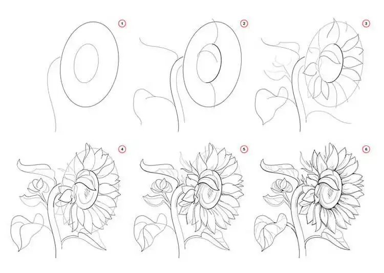 Detailed step-by-step drawing of a sunflower, highlighting petal symmetry for Easy Step-by-Step Drawing Tutorials for Artists