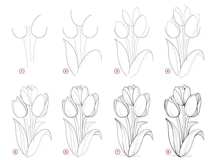 Drawing of beautiful tulips with elegant petals and smooth curves, for Easy Step-by-Step Drawing Tutorials for Artists
