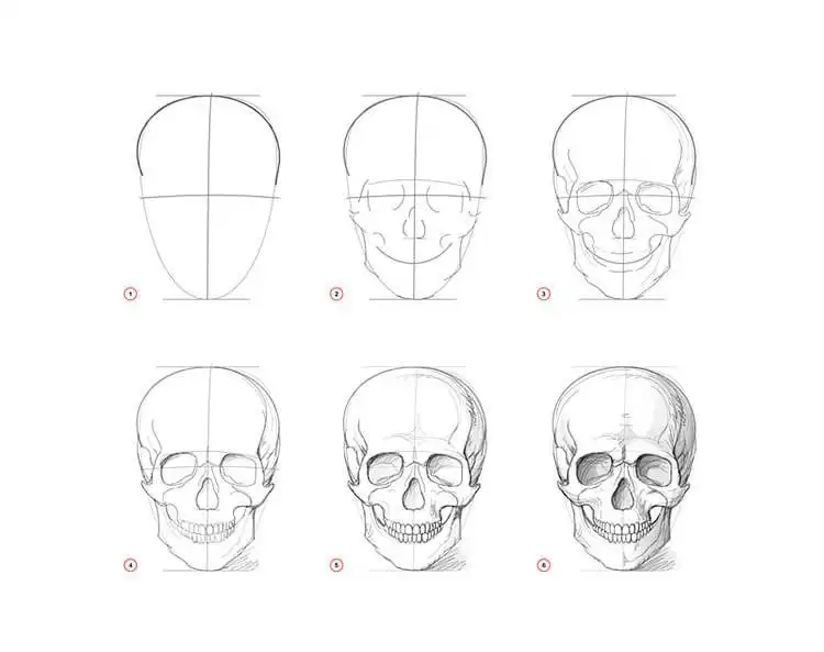 Detailed drawing of a human skull, emphasizing bone structure and shading for Easy Step-by-Step Drawing Tutorials for Artists