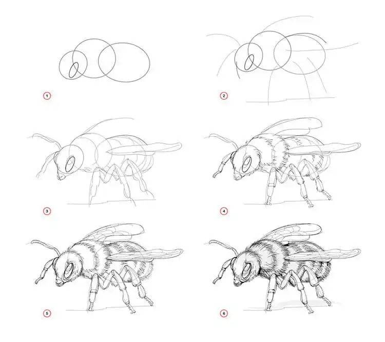 Simple drawing of a buzzing bee with detailed wings and body, for Easy Step-by-Step Drawing Tutorials for Artists