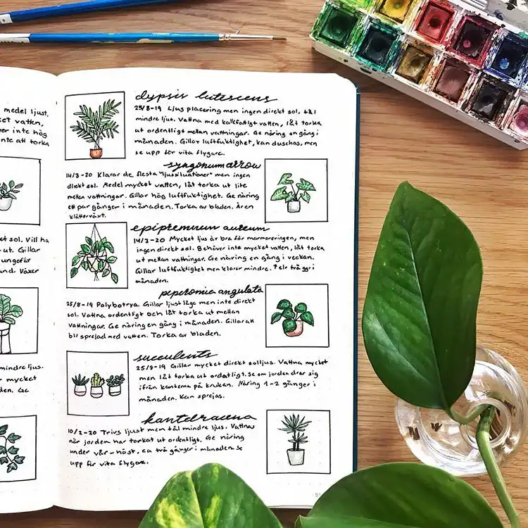 Detailed succulent bullet journal spread featuring various succulent illustrations and spaces for plant care notes.