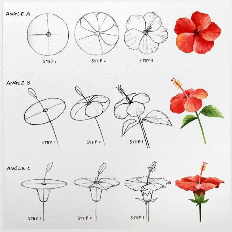 Detailed illustration of how to draw a tropical hibiscus flower