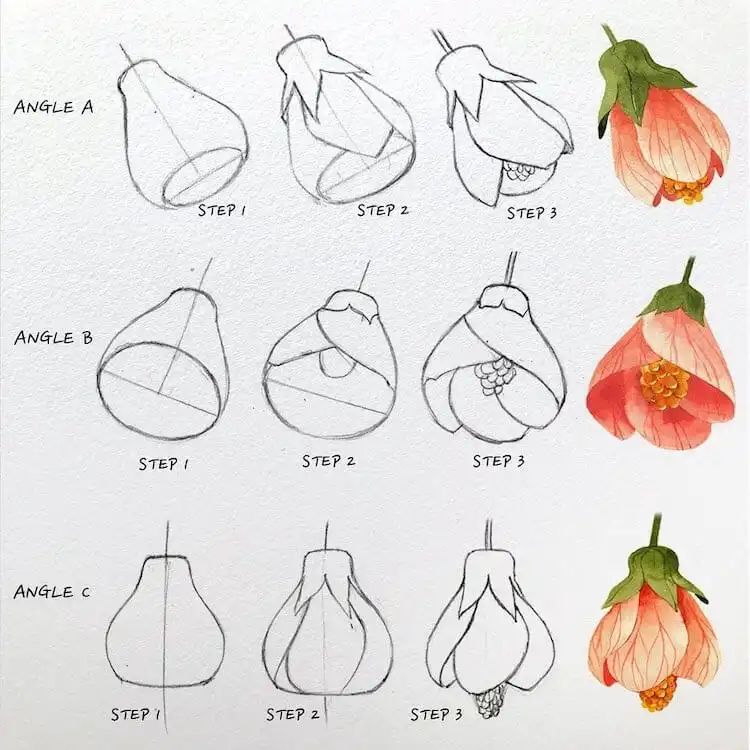 Visual tutorial for drawing a flowering maple with bell-shaped blooms
