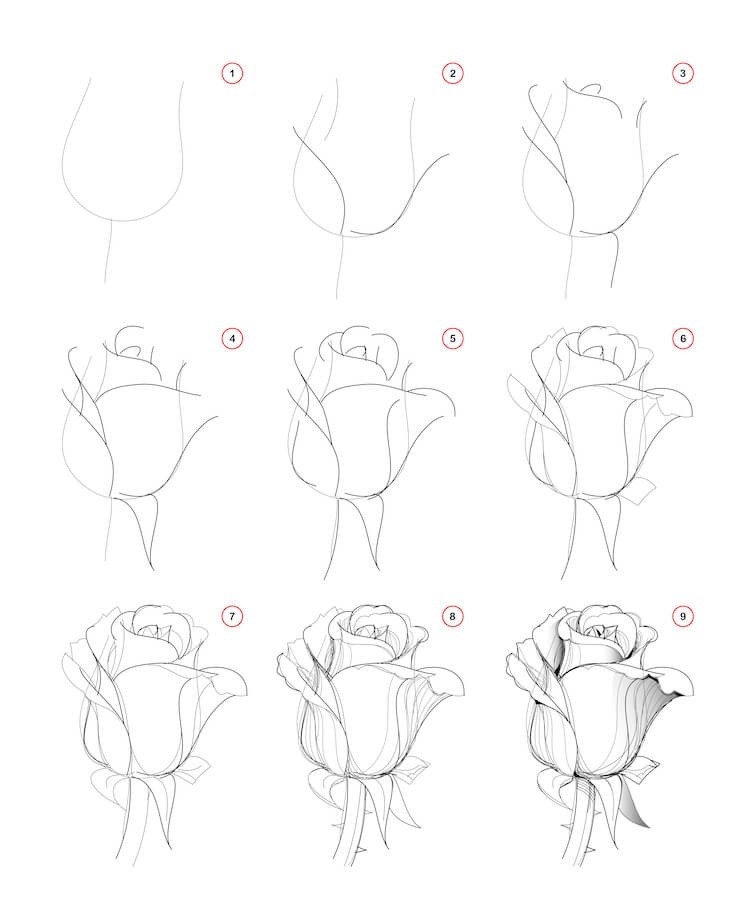 A simplified rose sketch, perfect for beginners, showcasing lines ready for color application.