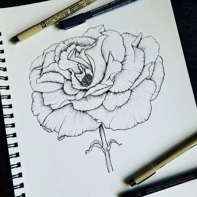 An illustration of a rose emphasizing the spiral arrangement of its petals, crucial for natural-looking drawings.
