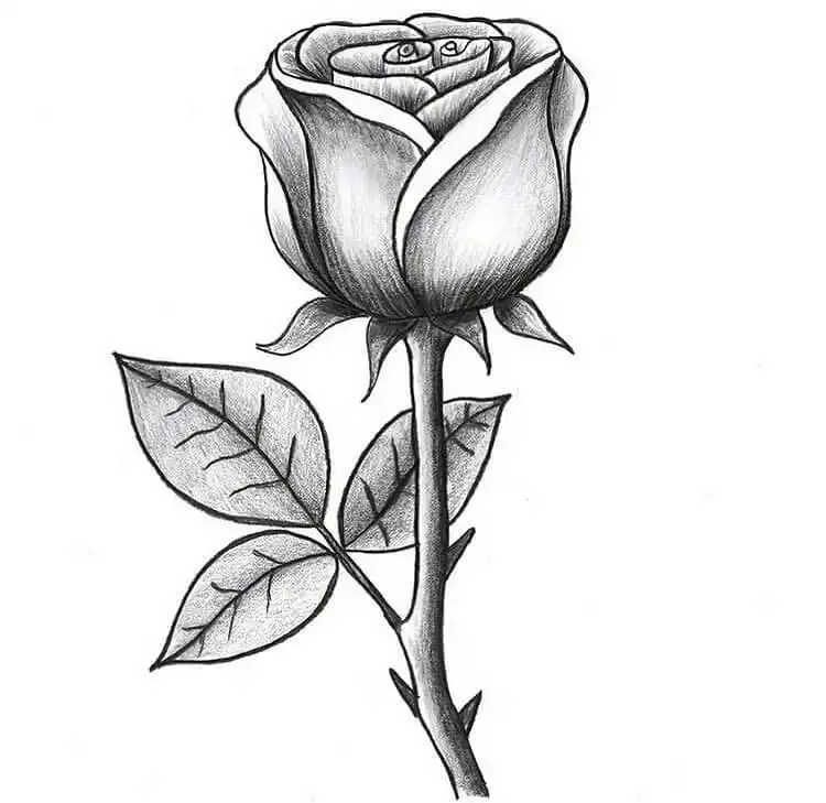 A close-up drawing of a rose with stem and leaves, showing the development from a few initial petals.